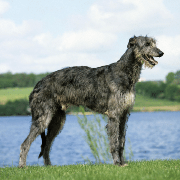 Deerhound