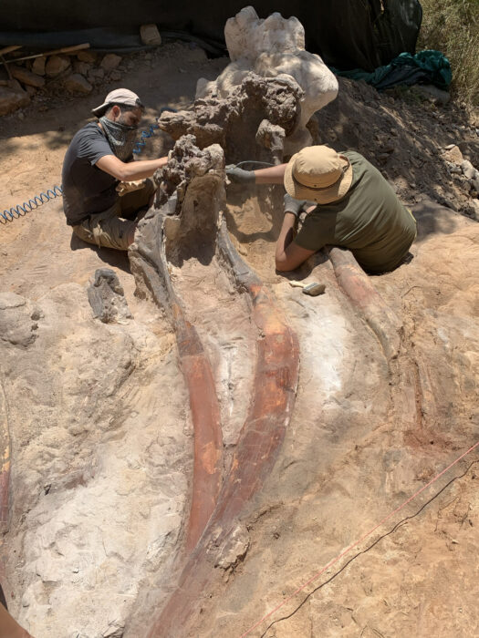 Desenterrando los fósils