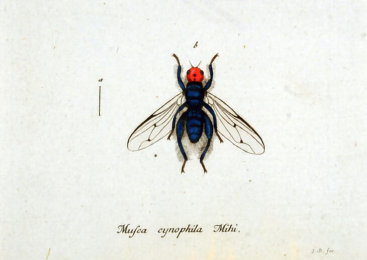 Ilustración de la mosca