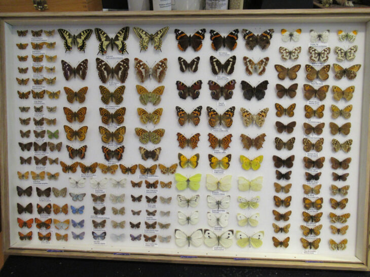 Colección de mariposas