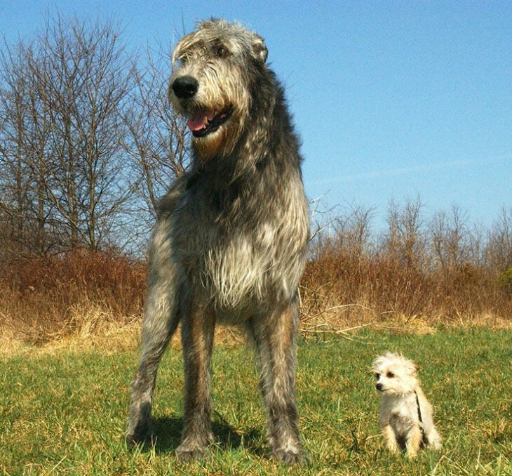 Perro lobero irlandés