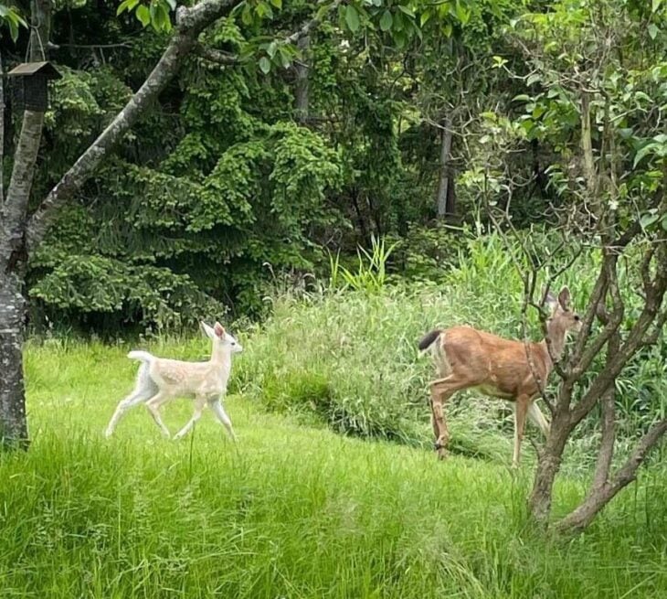 Bambi Albino