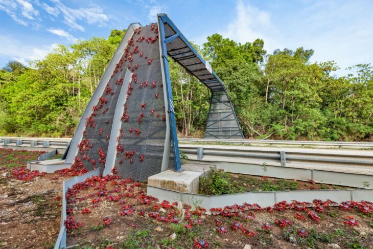 Isla de Navidad puente para cangrejos