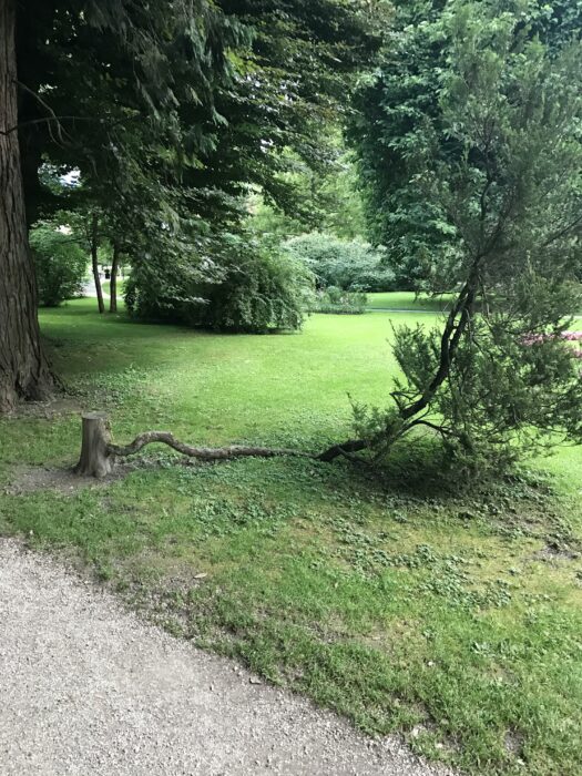 árbol aferrado a la vida