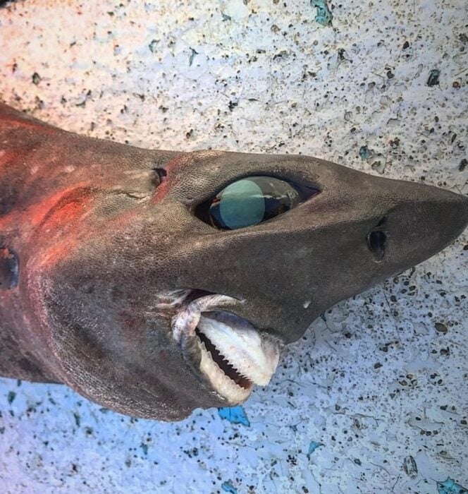 Tiburón de aspecto terrorífico