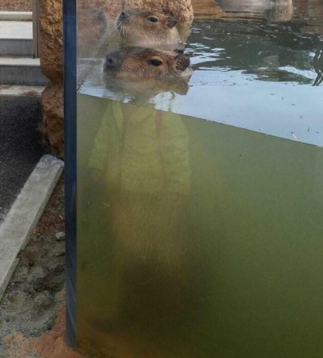 El niño carpincho sí existe