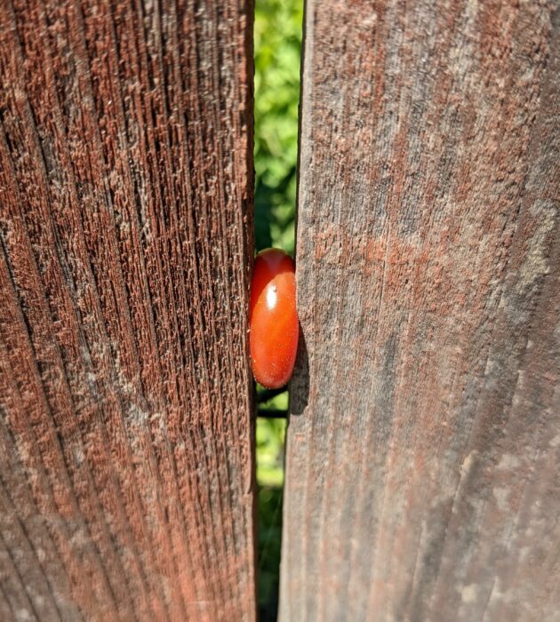 Tomate intentando atravesar la cerca