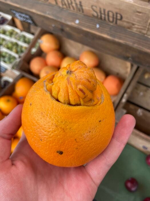 Naranja con tumor en forma de naranja