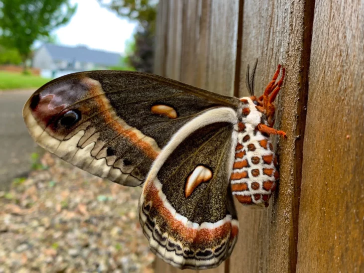 Polilla cecropia