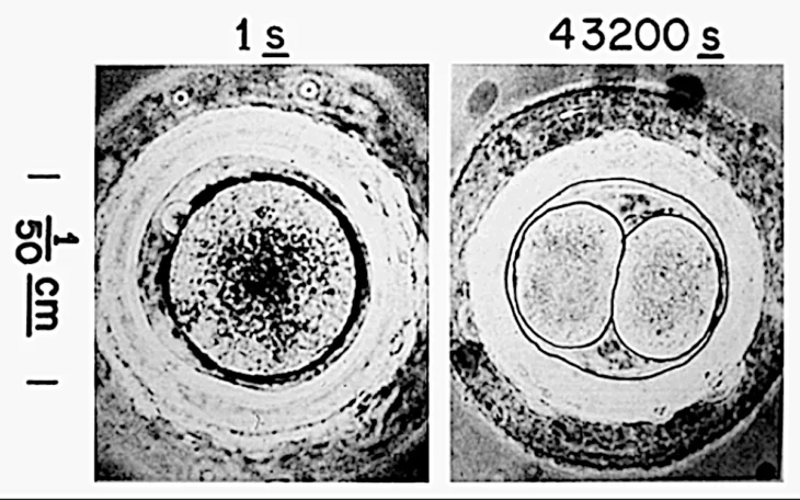 Células y división celular