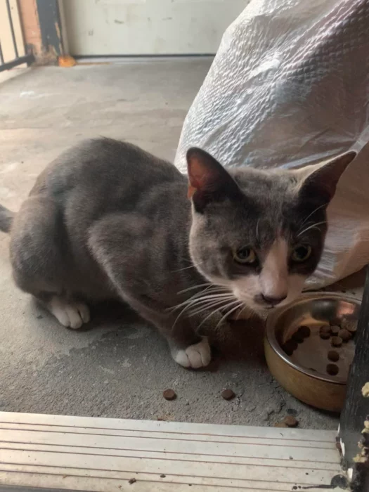 Gato abandonado por los vecinos