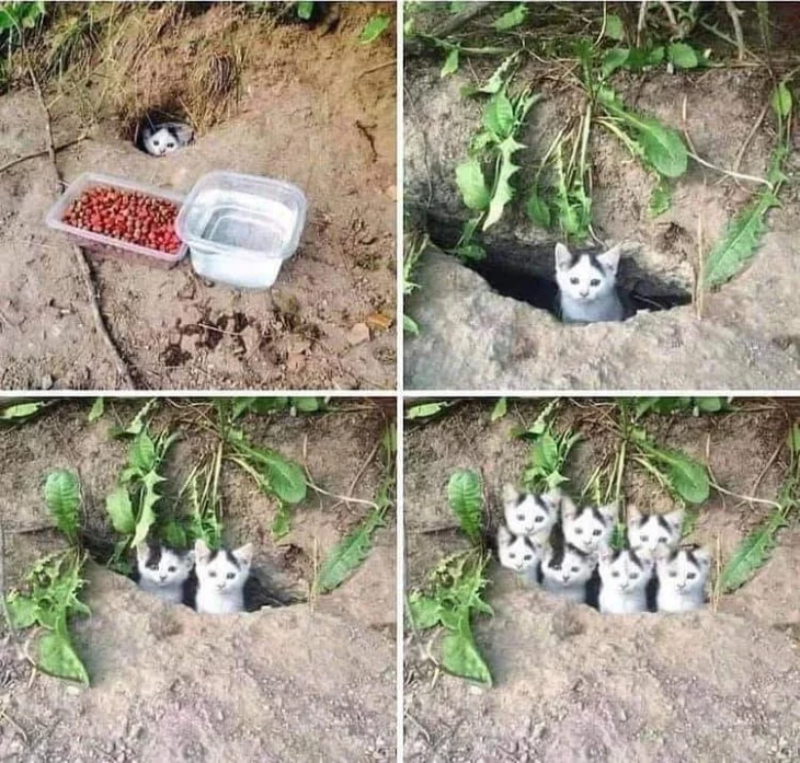 Familia de gatos