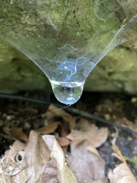 Telaraña sosteniendo una gota de agua