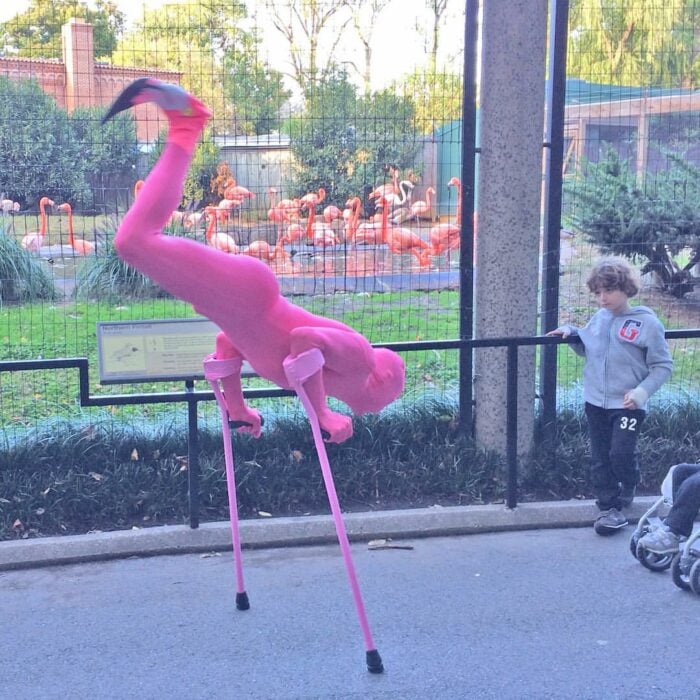 FLamingo Josh