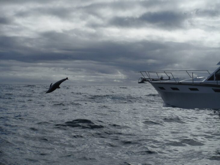 Nado con delfines