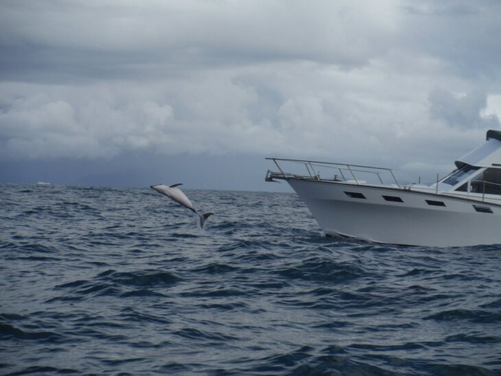 Nado con delfines