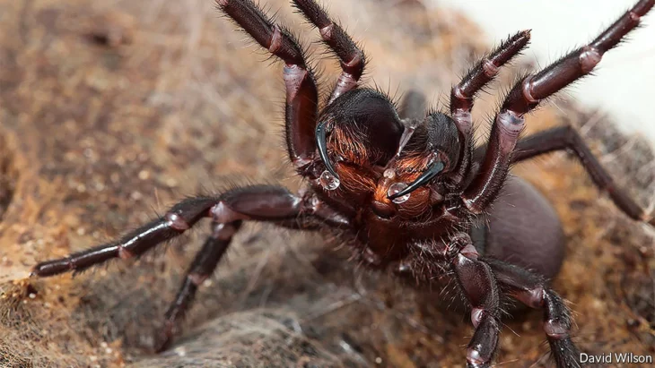 Australia Araña de tela de embudo