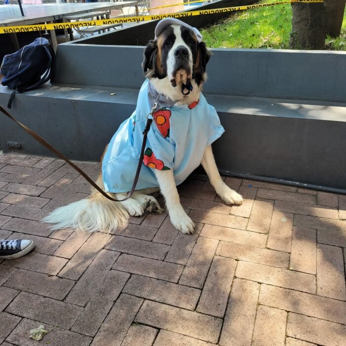 Perro ganó concurso de disfraces