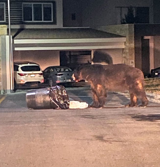 Oso comiendo basura