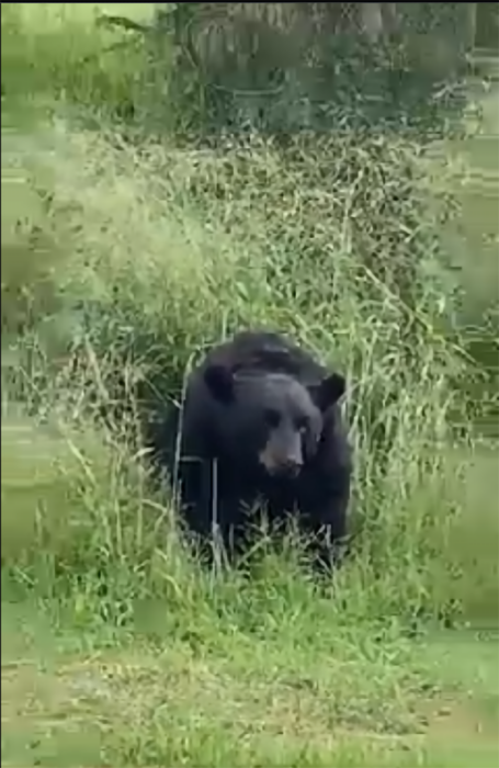 Oso en Maderos