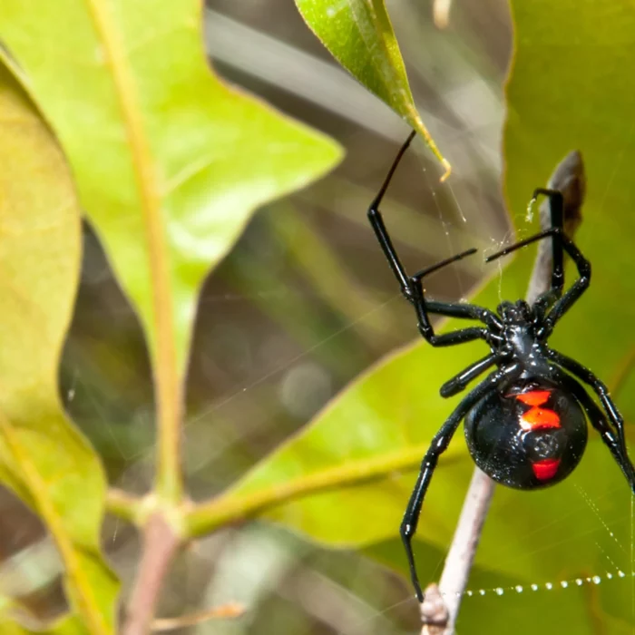 Viuda negra