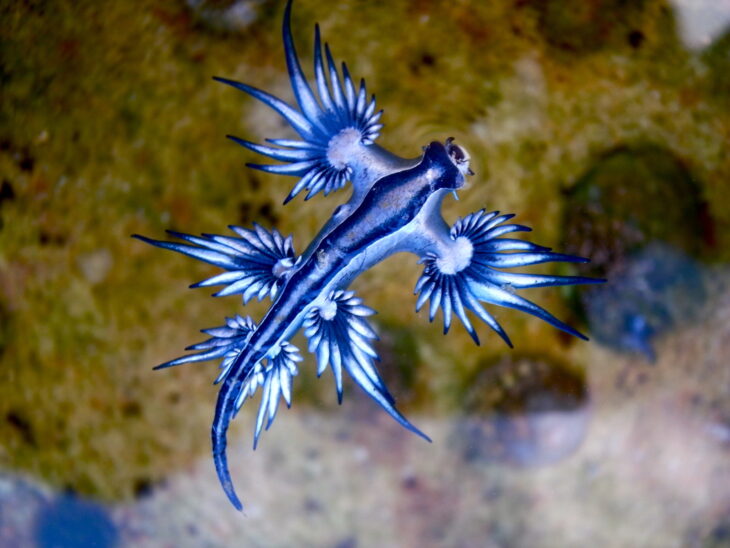 Dragon azul de mar