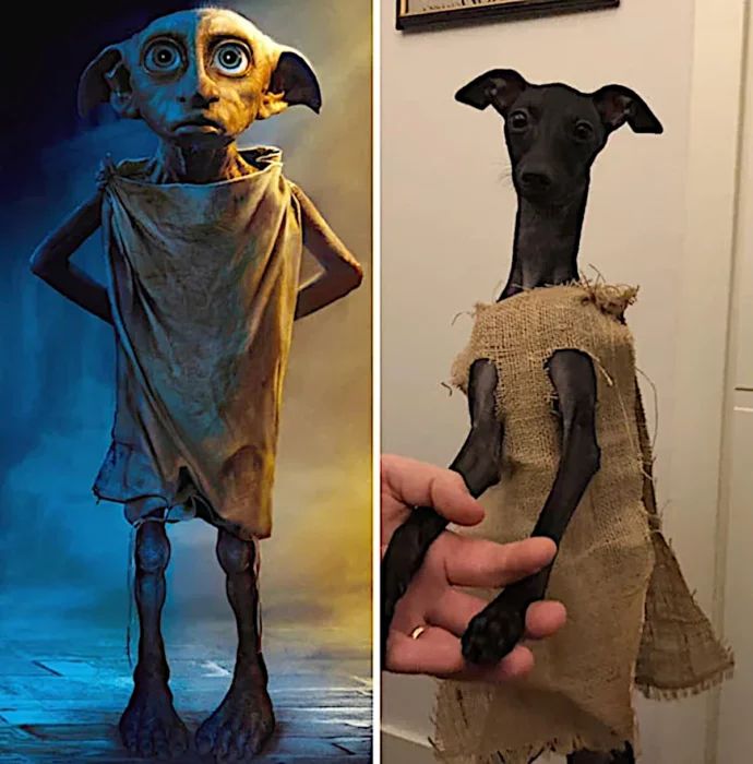 Dobby ha sido un buen chico