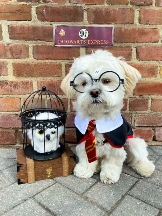 Harry y Hedwig