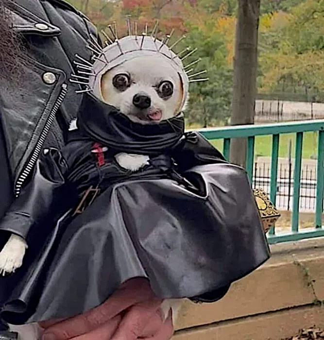 Pinhead perrito