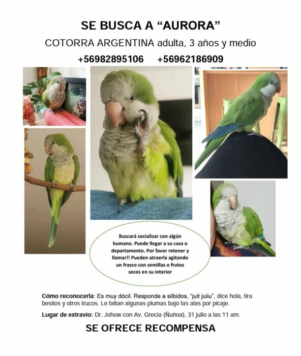 Se busca Aurora