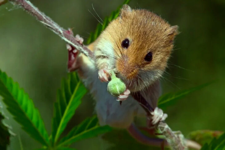 Ratas se comen casi 200 kilos de marihuana