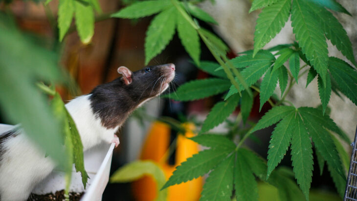 Policías dicen que las ratas se comieron la marihuana
