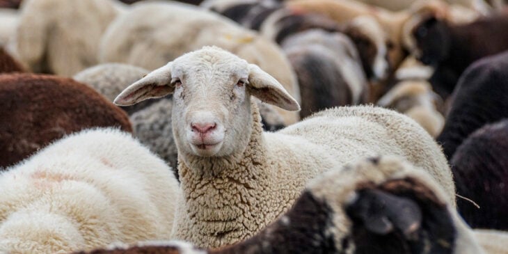 Ovejas corren en círculo por diez días