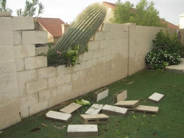 Cactus invasor