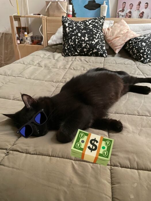 Gato disfrutando del dinero que robó