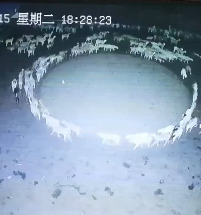 Ovejas corren en circulo en China