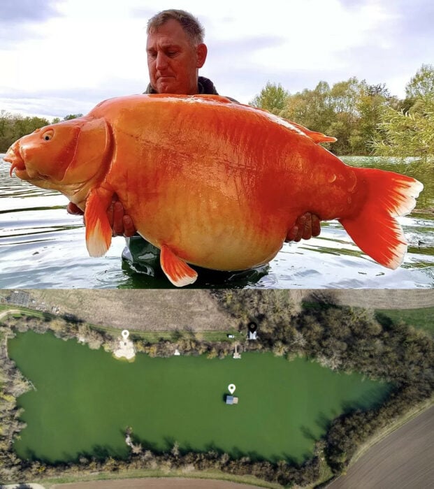 BlueWater lakes lugar donde el británico Andy Hackett capturó a carrot el pez dorado más grande del mundo