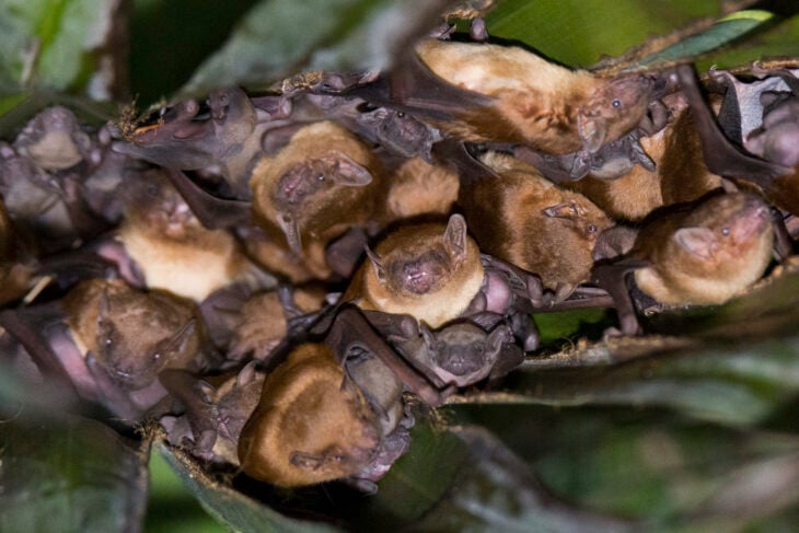 Grupo de murciélagos asiáticos menores amarillos muy juntos en una rama