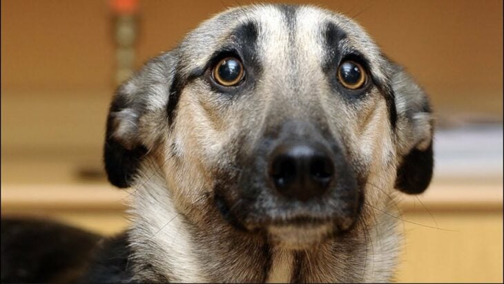 Perro en un juicio