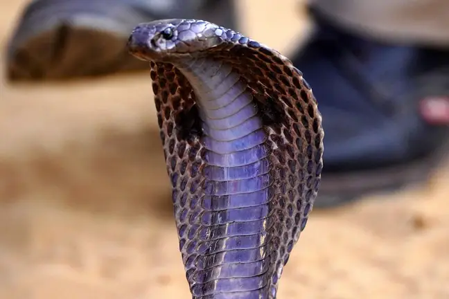 Cobra en la India 