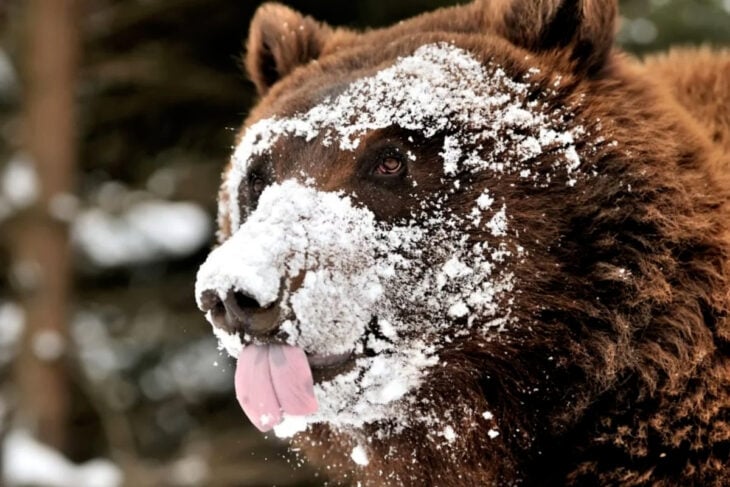 El oso que inspiro a Cocaine Bear