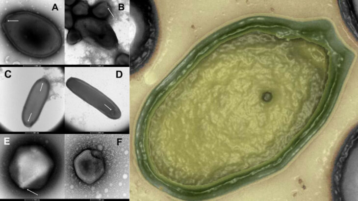 Los virus encontrados en muestras biológicas y de permafrost durante la investigación de los científicos franceses