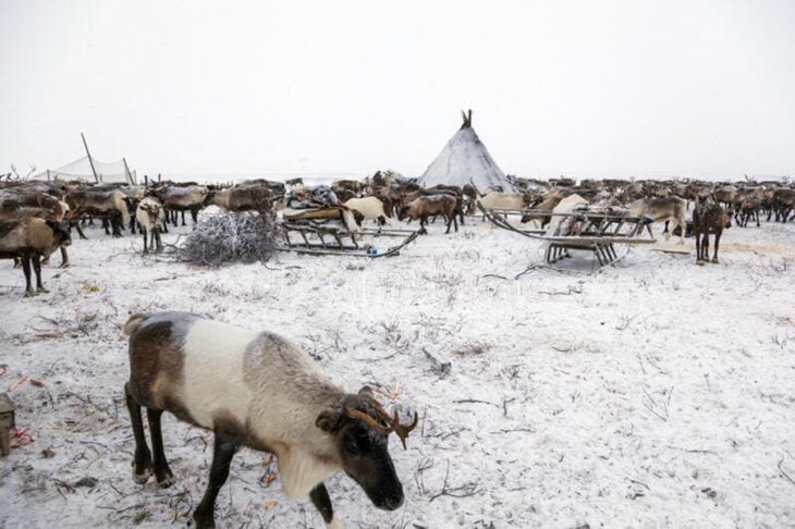 Ovejas corren en circulo durante 12 días en China