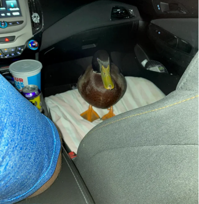 La mascota del conductor del uber era un pato