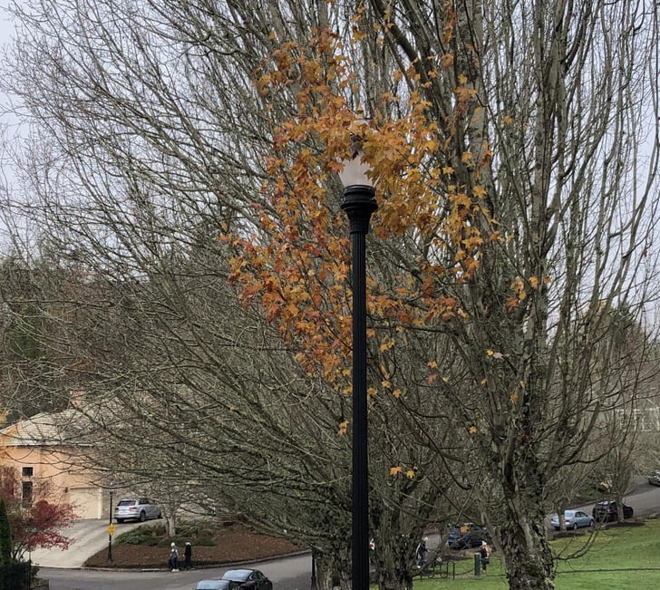 Vestigios de otoño aferrándose a la luz