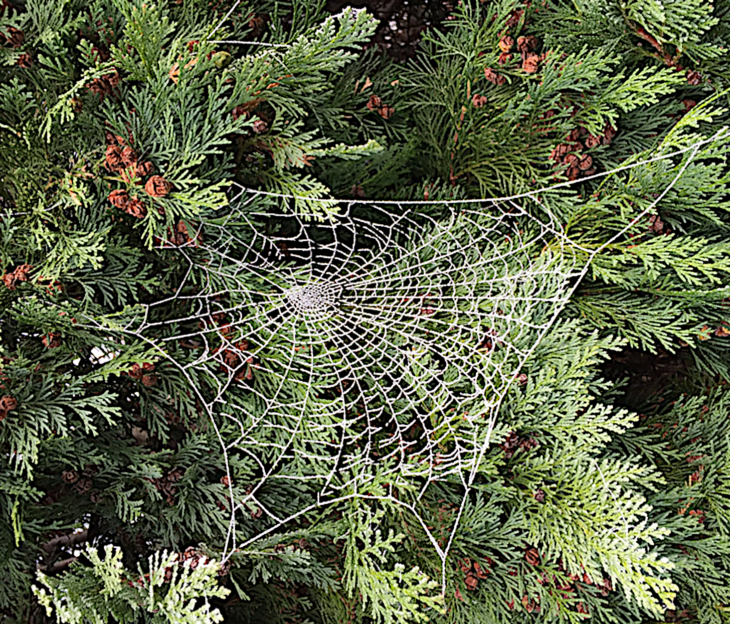 Una telaraña solidificada a temperaturas bajo cero