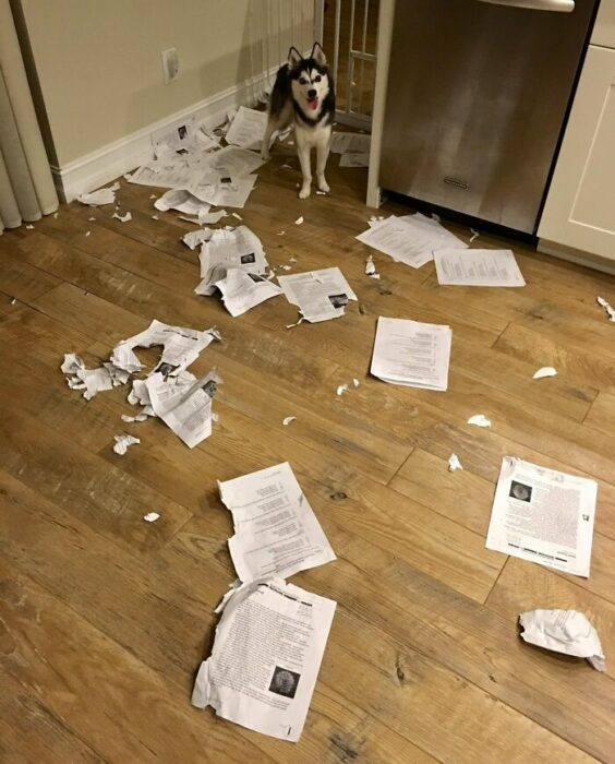 Perro se comió la tarea