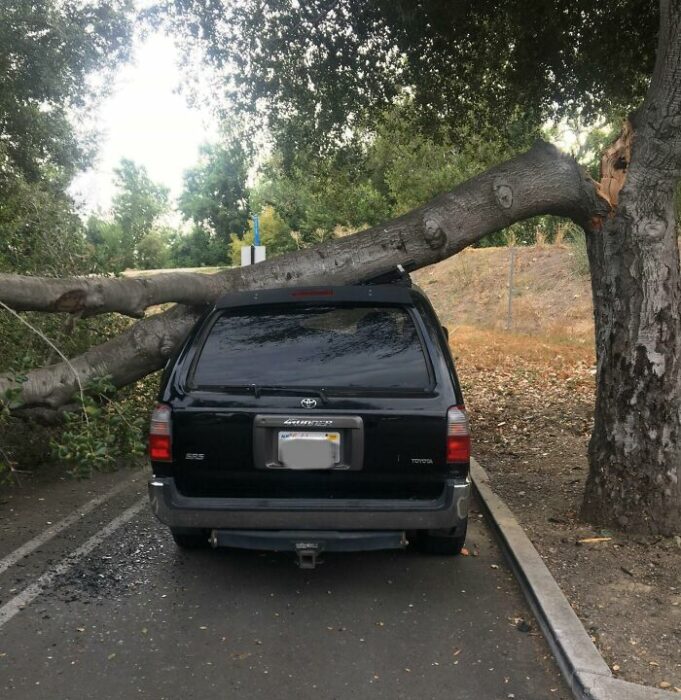 Rama árbol sobre un coche