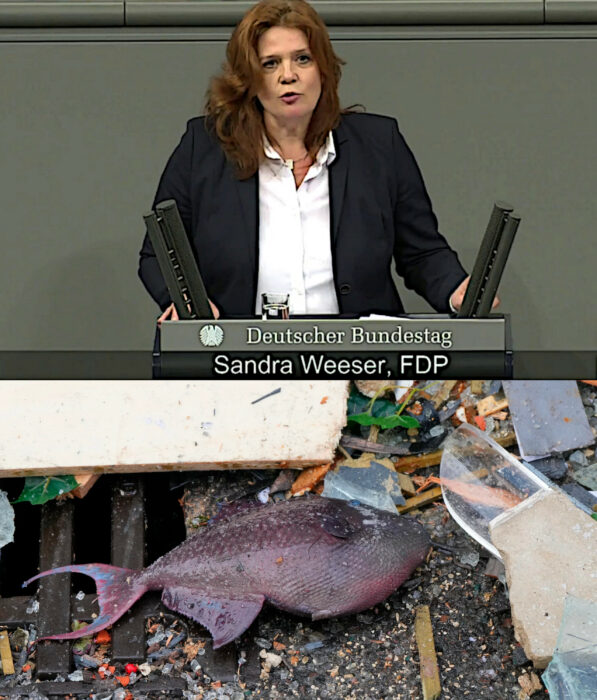 Peces víctimas del estallido del acuario cilíndrico más grande del mundo y la miembro del parlamento alemán bundestag Sandra Seeser que dio testimonio sobre el hecho