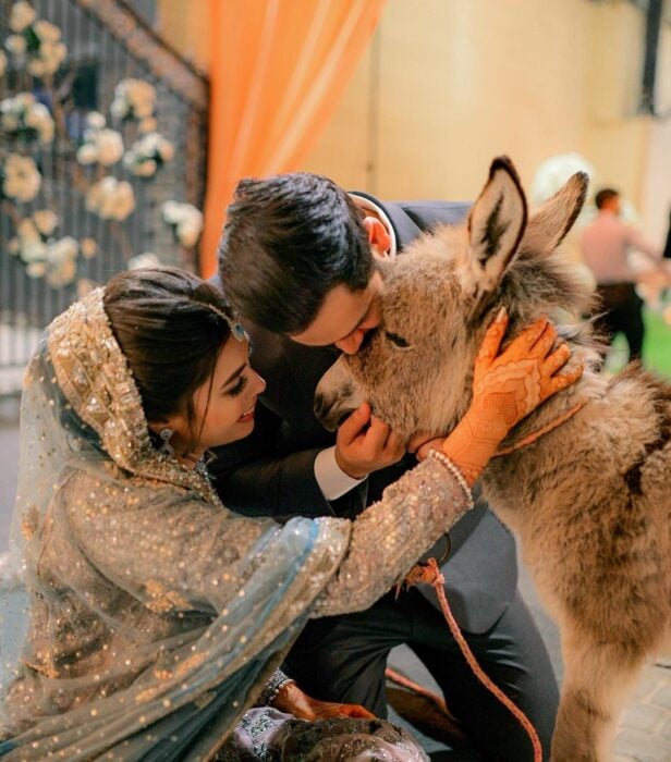Azlan Shah youtuber paquistaní warisha su esposa tiktoker abrazando a su burro bebé mascota bohla durante su boda